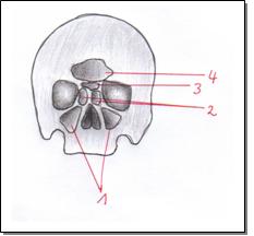 Nasennebenhöhle