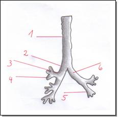 Bronchien