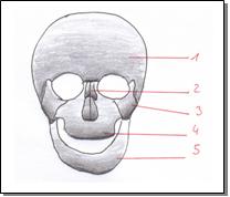 Gesichtsschädel