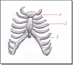 Thorax