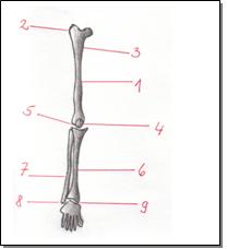 Untere Extremität - Bein