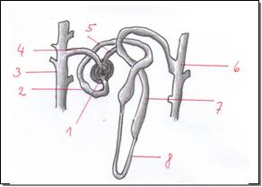 Nephron