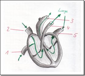 Herz mit Arterien