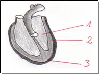 Latein herz aufbau Anatomie und