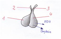 Neurohypophyse