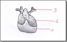 Thymus