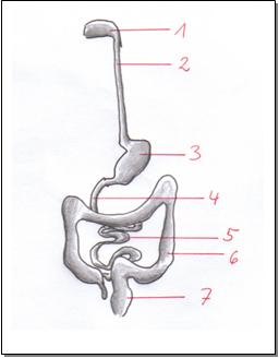 Verdauungstrakt
