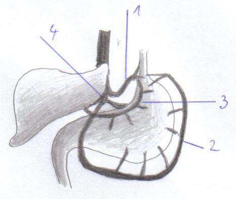 Magenarterien